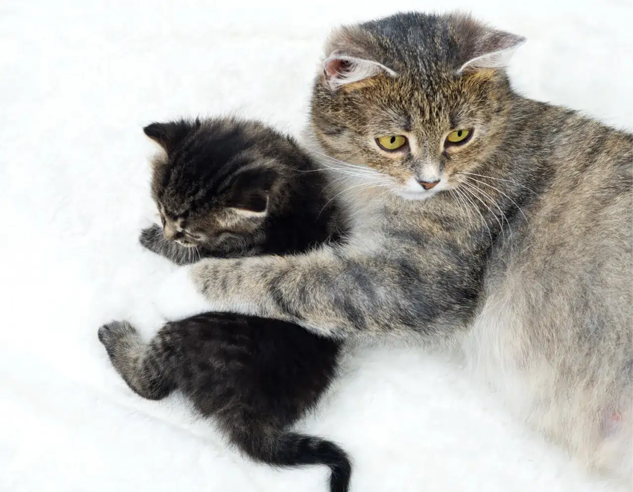 Kocur czy kotka – co wybrać, aby uniknąć problemów z zachowaniem?