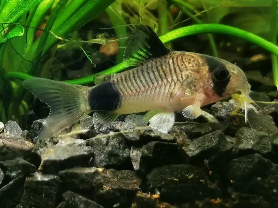 Gdzie sprzedać rybki akwariowe, aby nie stracić na cenie?