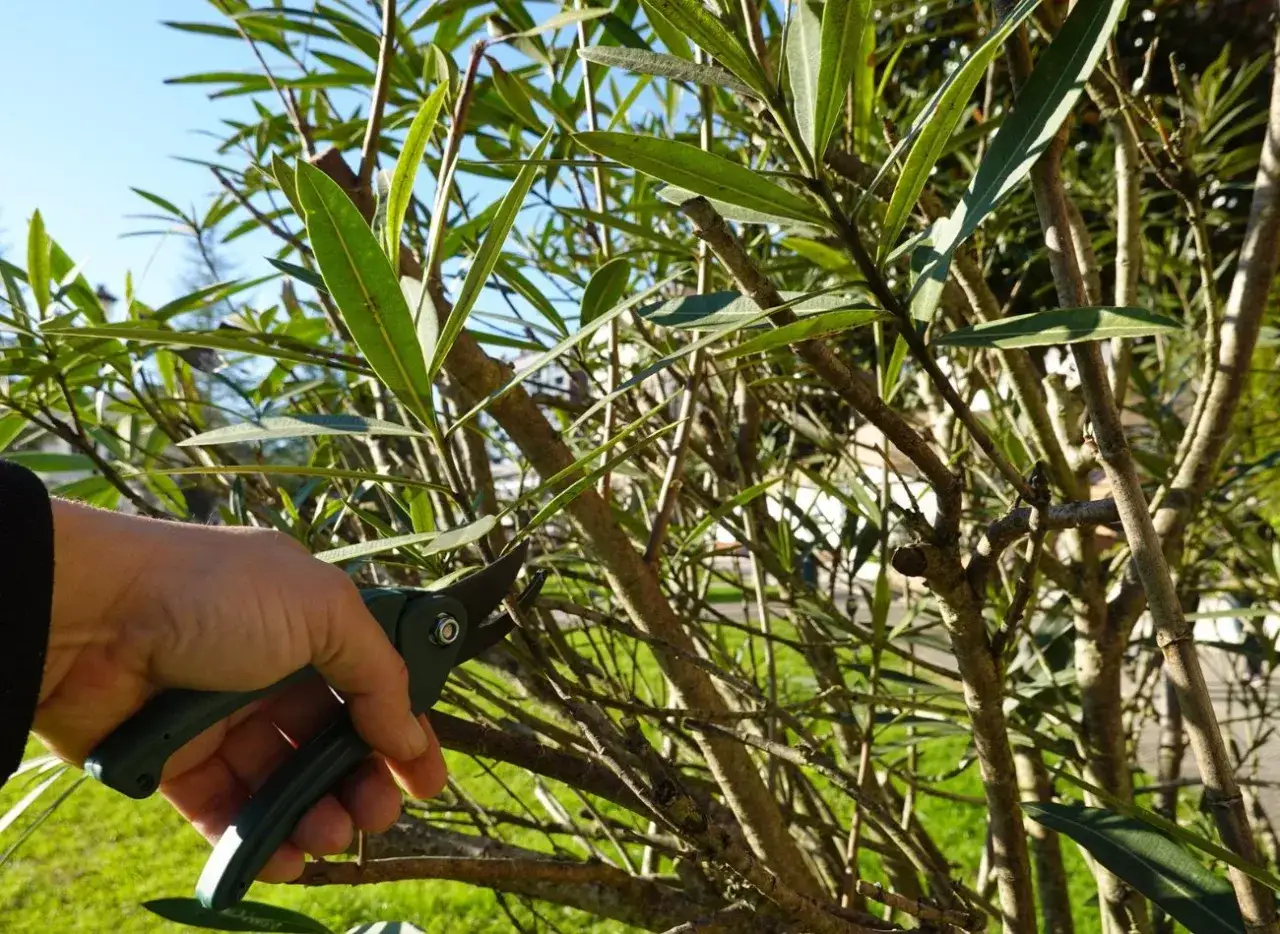 Dłoń trzymająca sekator przycina gałąź oleandra.