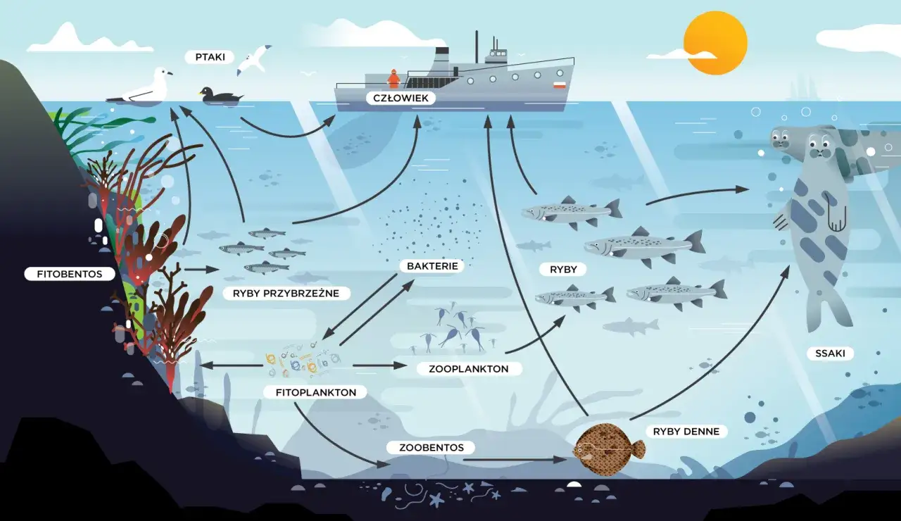 Co pływa w Bałtyku? Odkryj tajemnice ryb i ich ochrony