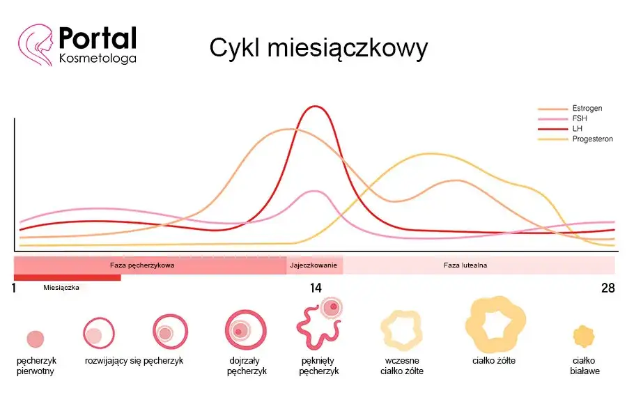 Badanie FSH: Na czczo? Nie! Dzień cyklu jest kluczowy