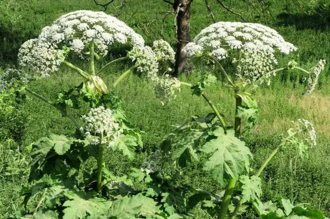 Chwast sosnowskiego - jak uniknąć niebezpieczeństw i skutecznie zwalczać