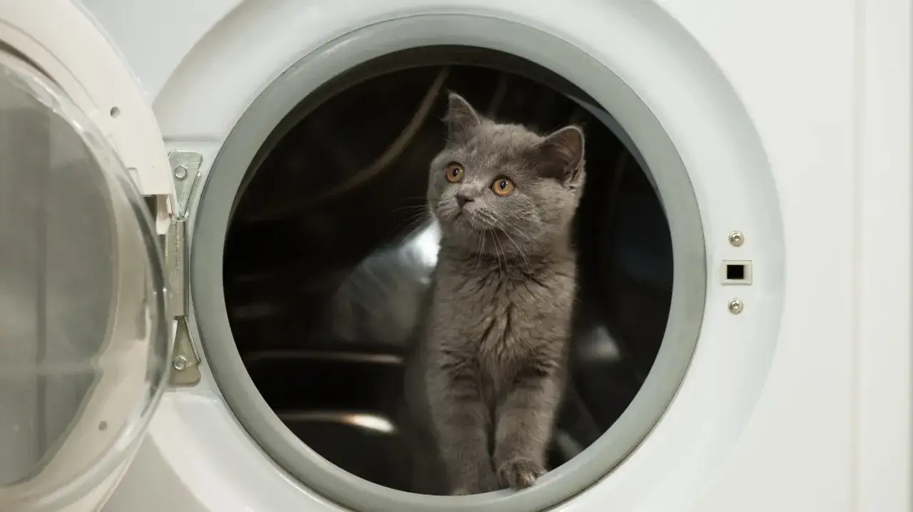 Pralka Beko Pupil: Koniec z sierścią! Poradnik krok po kroku