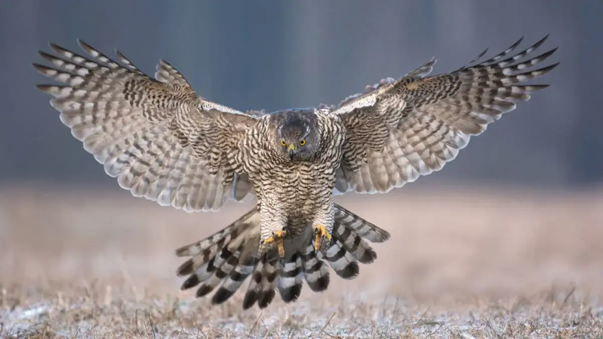 Czym się żywi jastrząb? Odkryj tajemnice jego diety i polowań