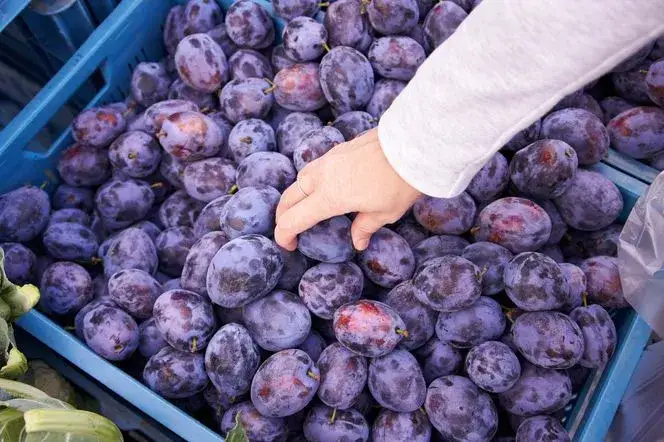 Czy śliwki są dobre na odchudzanie? Odkryj ich zaskakujące korzyści