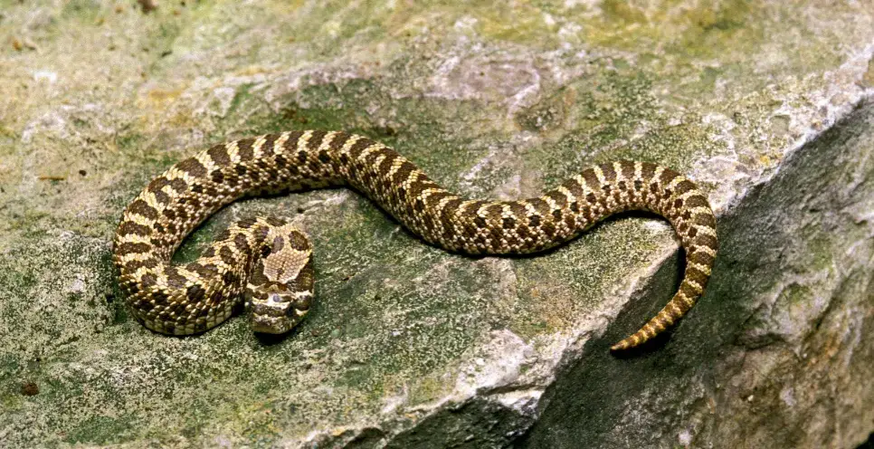 Jak się rozmnażają żmije? Odkryj tajemnice ich rozmnażania