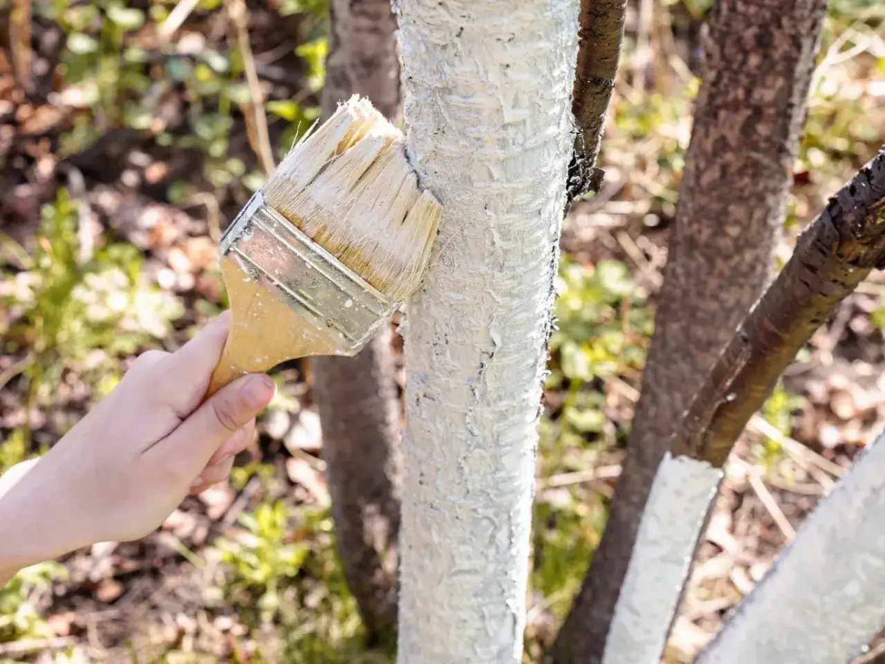 Pielęgnacja drzewa: pędzel maluje pień białą farbą, chroniąc go. Tak uratować drzewo obdarte z kory.