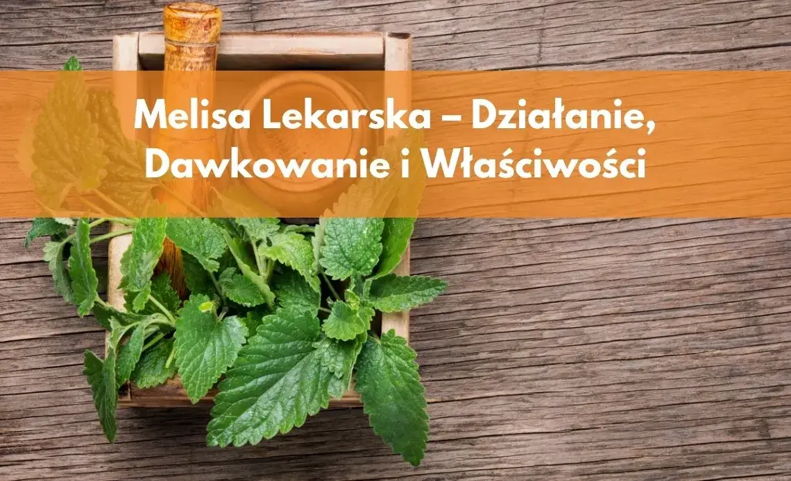 Codzienne picie melisy: Korzyści, dawkowanie i przeciwwskazania