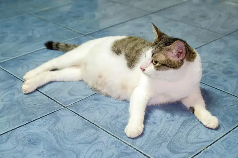 Czy półroczna kotka może być w ciąży? Sprawdź ryzyko dla zdrowia