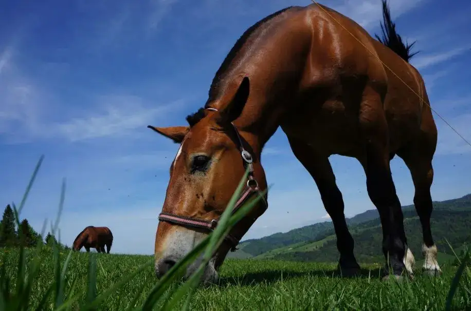 Najlepsze stadniny koni w Jaworznie - sprawdź oferty i opinie