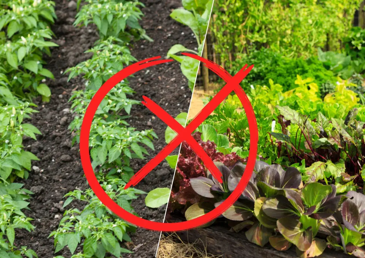 Koper w ogrodzie: Co sadzić obok, a czego unikać? Poradnik