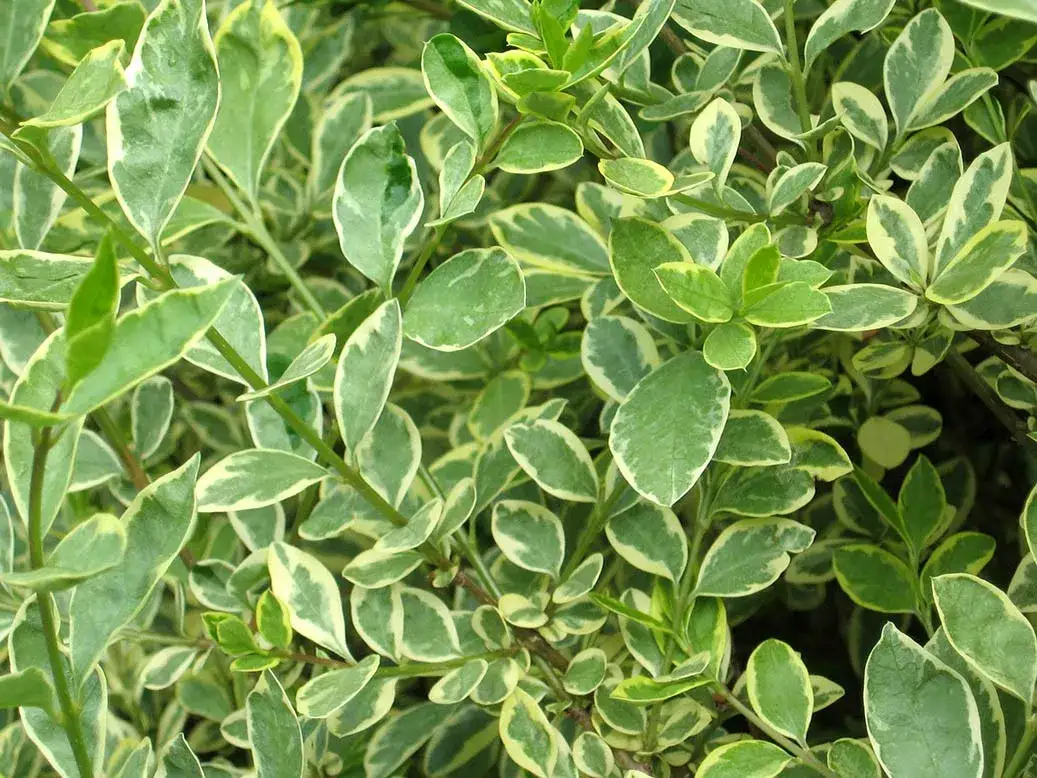 Jak sadzić żywopłot: kluczowe błędy, których należy unikać