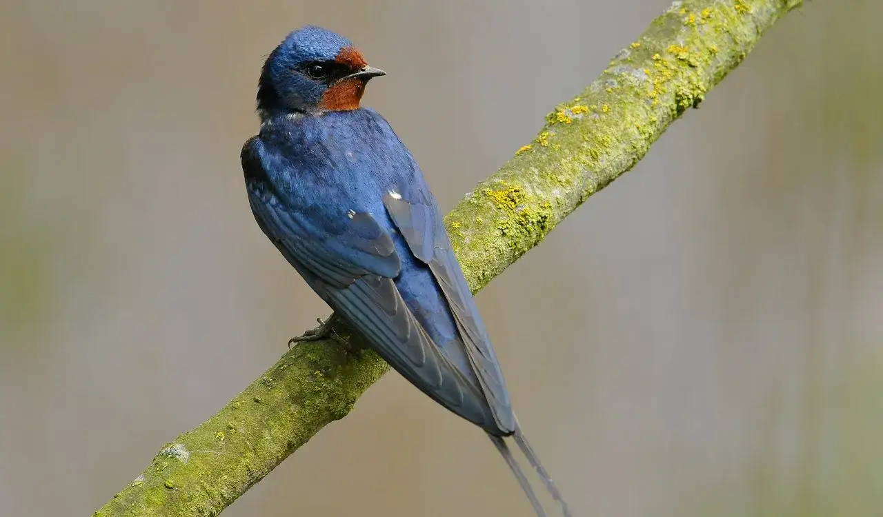 Jaskółki gdzie zimują - zaskakujące miejsca ich migracji i życie zimą