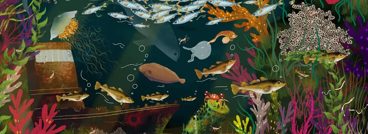 Co żyje w Bałtyku? Odkryj fascynujący świat morskich stworzeń