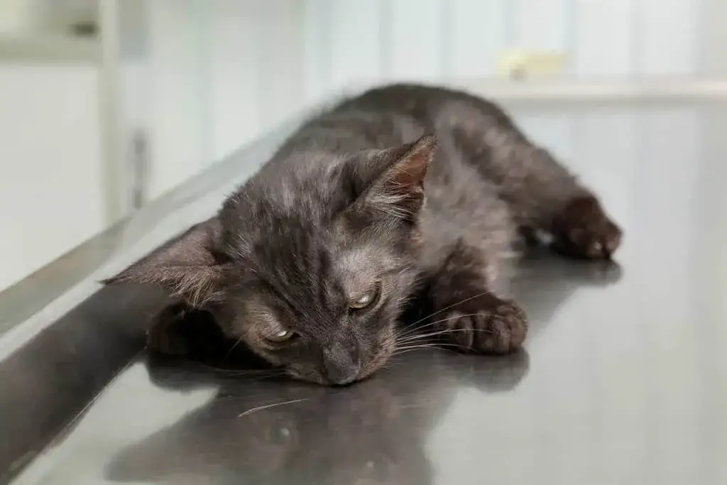 Jak działa tabletka na odrobaczanie kota i co musisz wiedzieć