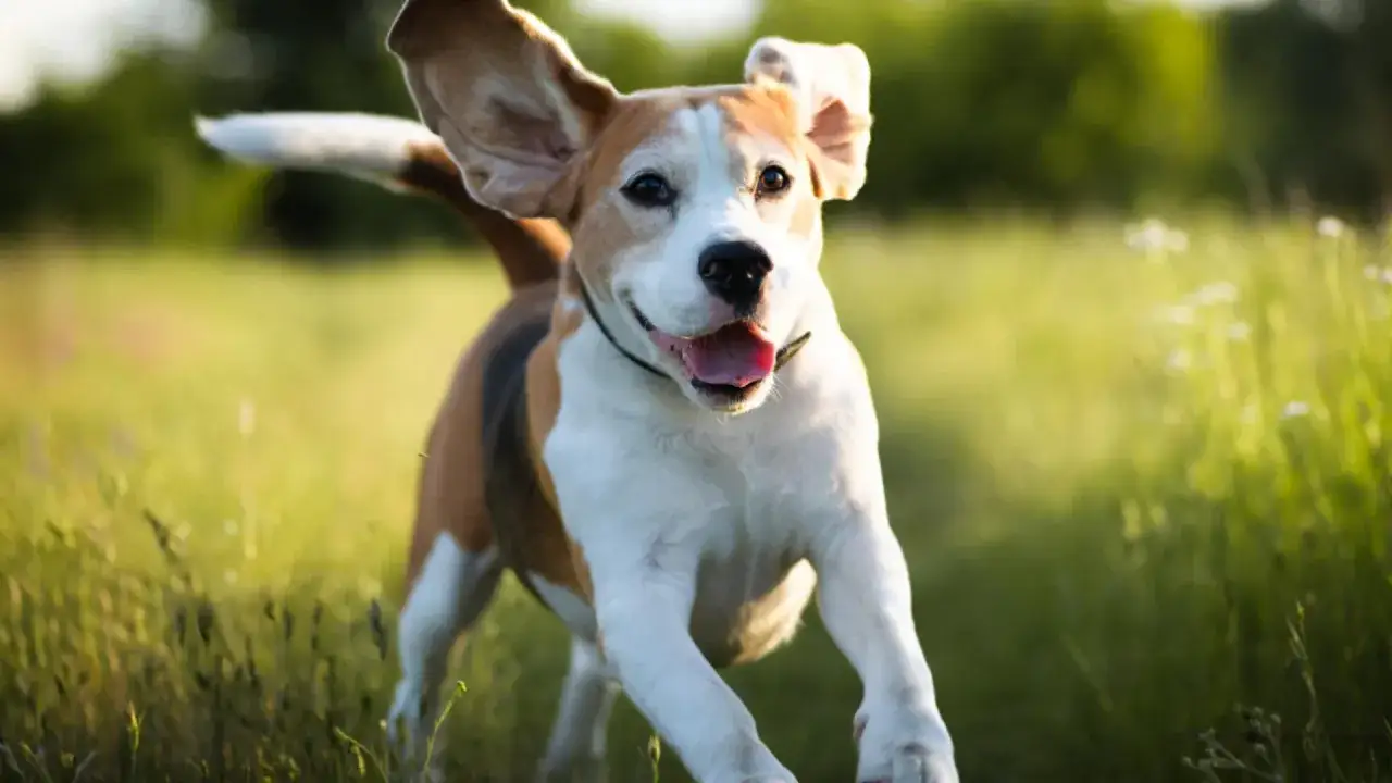 Ile razy dziennie z psem na spacer? Sprawdź, co jest najlepsze dla zdrowia
