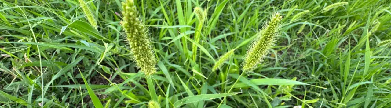 Skuteczne sposoby na chwasty na trawniku, które uratują Twój trawnik