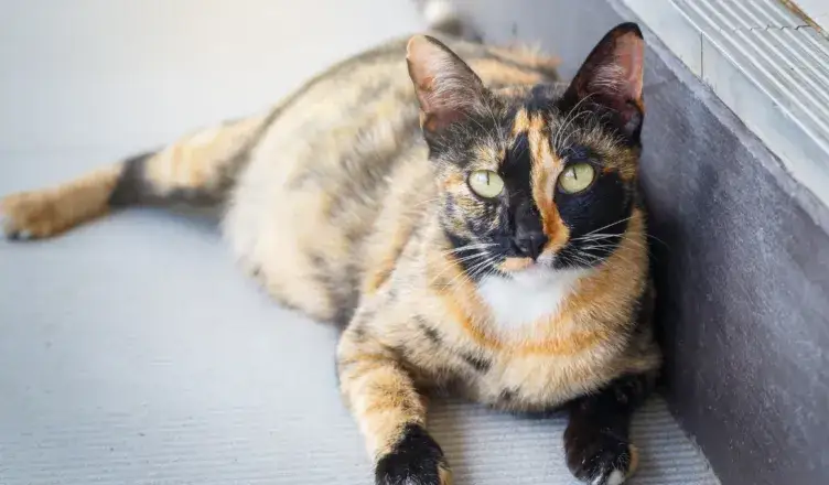 Ile czasu kotka chodzi w ciąży? Zaskakujące fakty o kociej ciąży