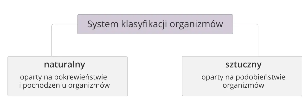 Co to jest systematyka w biologii i jak wpływa na klasyfikację organizmów