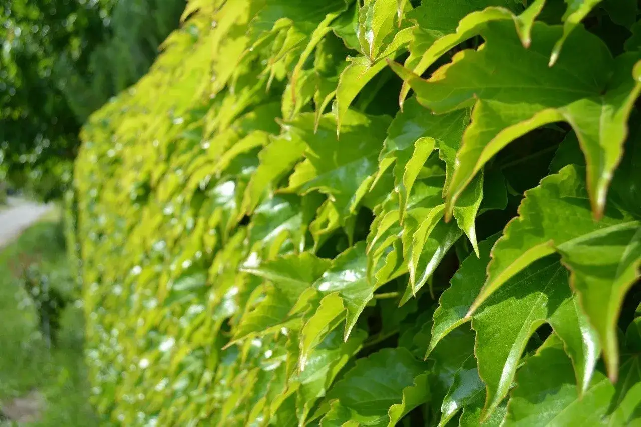 Rośliny na płot: Żywopłot czy pnącza? Wybierz idealne!