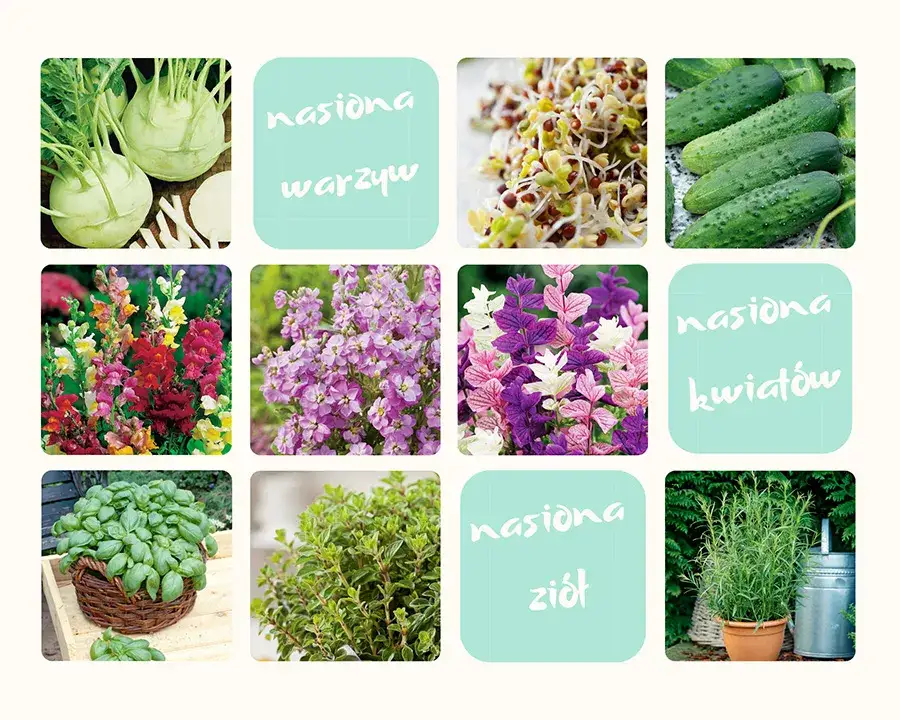 Jakie kwiaty siejemy w lutym, aby cieszyć się pięknym ogrodem?