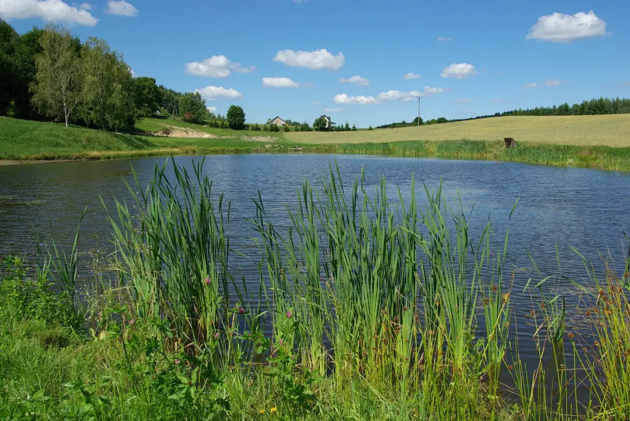 Malownicze jezioro z trzcinami na pierwszym planie, idealne do **wędkarstwa** i aktywnego wypoczynku. W tle zielone wzgórza i domy.