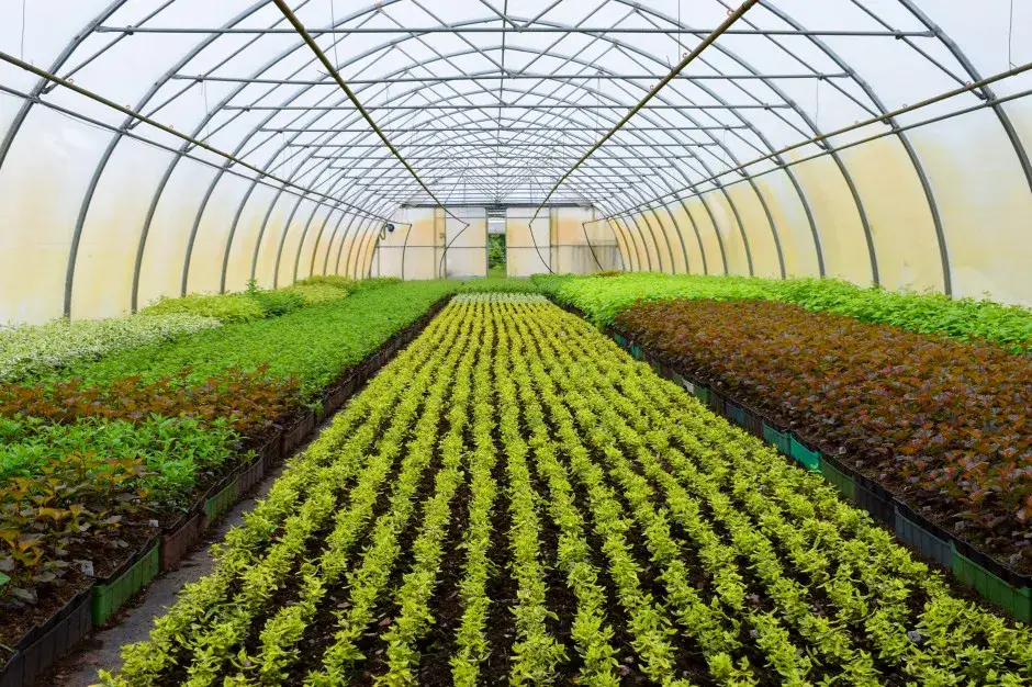 Hodowla czy uprawa roślin - kluczowe różnice, które musisz znać