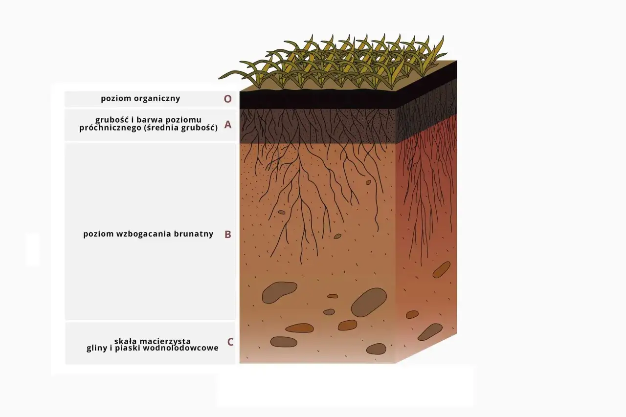 Niewidzialny Świat Gleby: Jak Edafon Tworzy Zdrowy Ogród?