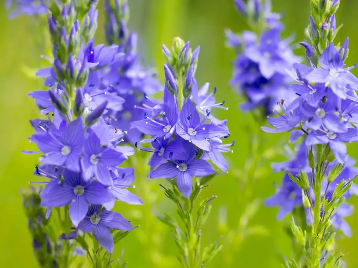 Chwast kwitnący na niebiesko? Jak go rozpoznać i zwalczyć!