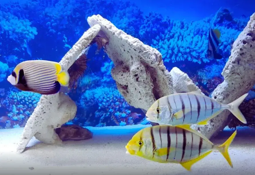 Oceanarium Pobierowo - Ciekawe atrakcje i informacje dla odwiedzających