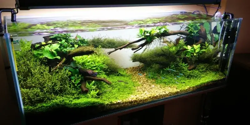 Jak wyciszyć filtr wewnętrzny w akwarium i cieszyć się ciszą