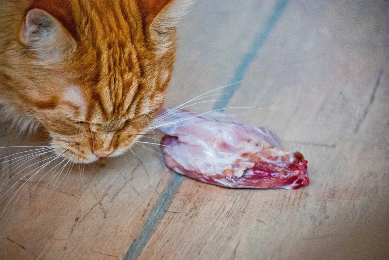 Czy koty mogą jeść zboża? Prawda o diecie mięsożercy