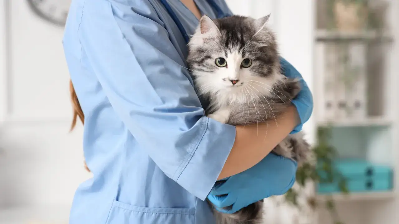 Sterylizacja kotki kiedy najwcześniej - bezpieczne momenty i ryzyka