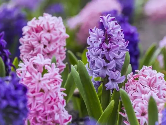 Kwiaty w kwietniu: Poznaj 20+ gatunków kwitnących w Polsce