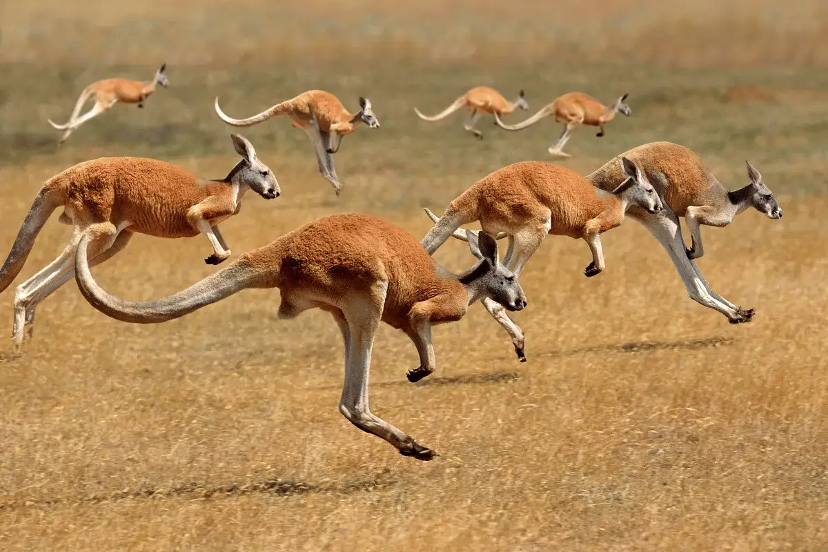 Stado kangurów skaczących po trawiastym stepie.