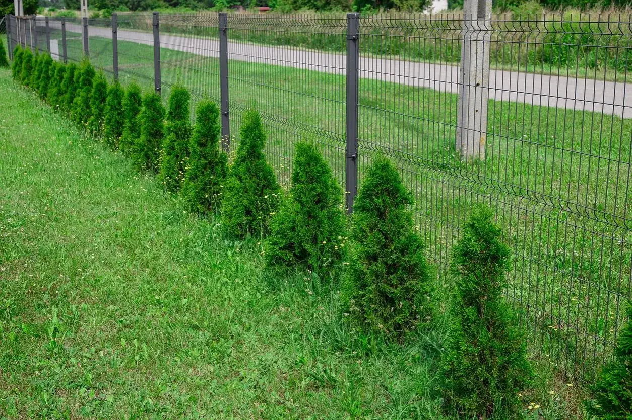 Jak wysokie mogą być tuje przy płocie? Zobacz, co musisz wiedzieć