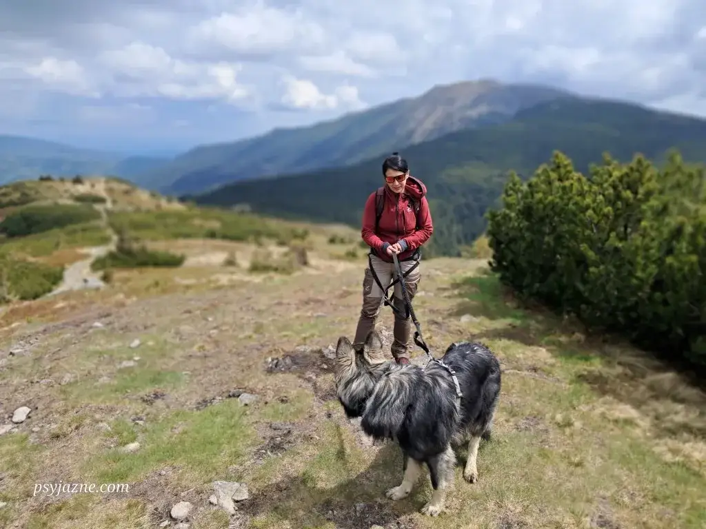 Babia Góra z psem: Co musisz wiedzieć? Uniknij mandatu!