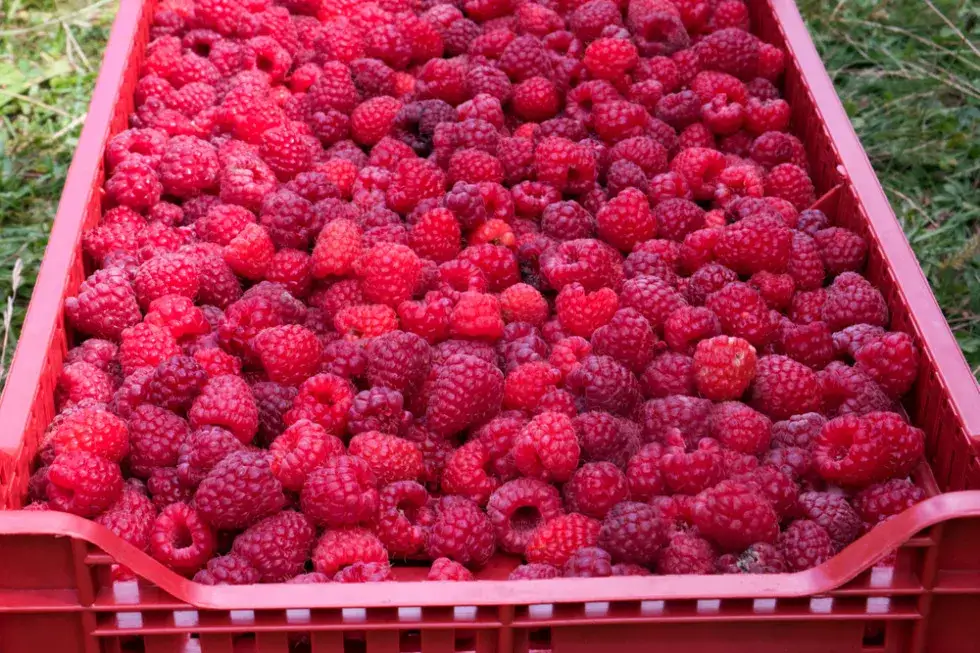 Ile kosztują maliny na skupie? Ceny, które mogą cię zaskoczyć