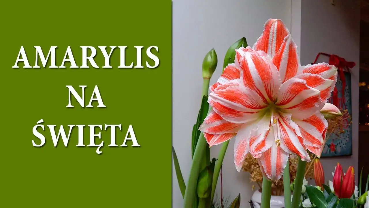 Amarylis: Jak sprawić, by kwitł co roku? Kompletny poradnik!