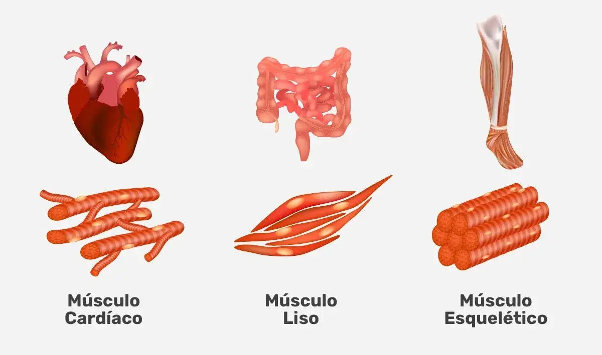 Todo sobre los músculos del cuerpo humano: funciones y tipos esenciales