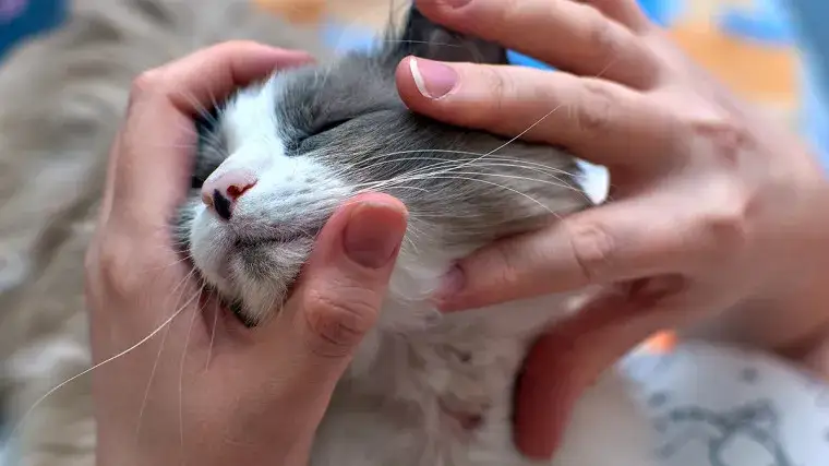 Swędzenie, wymioty? Alergia pokarmowa u kota jak pomóc?