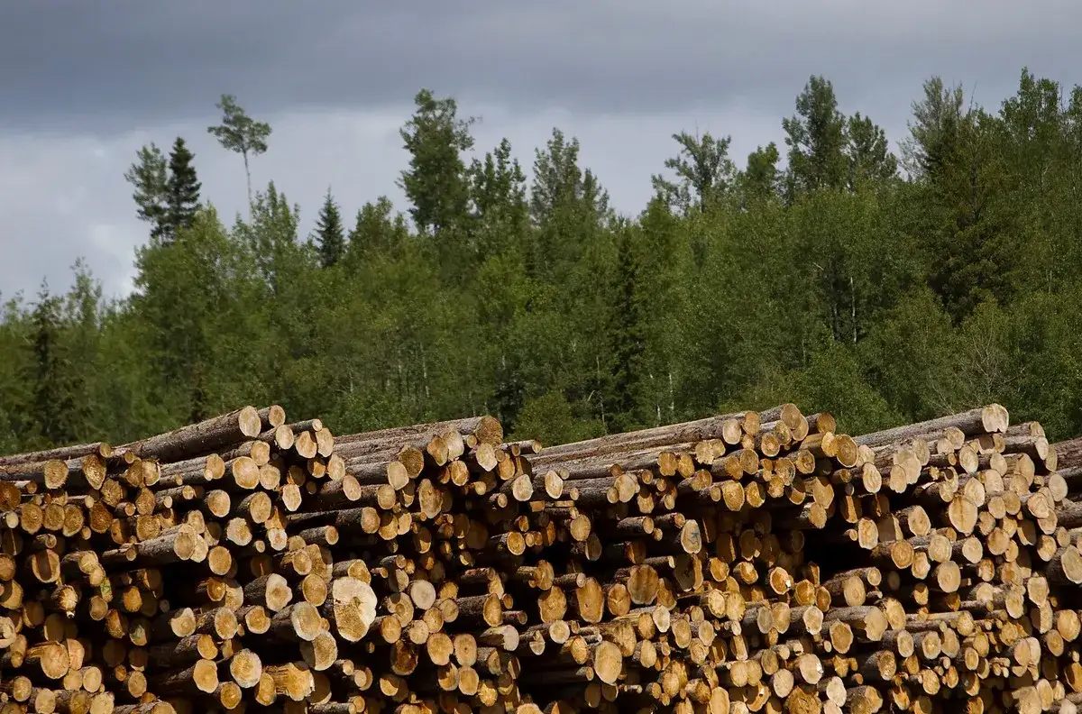 Ile można zarobić na 1 ha lasu? Zaskakujące fakty i możliwości