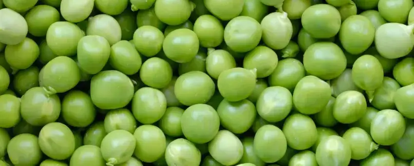 Czy pies może jeść groszek? Poznaj korzyści i zagrożenia związane z dietą