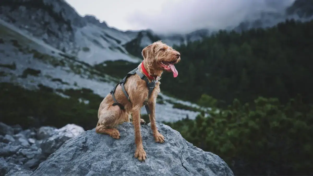Góry z psem: Gdzie i jak zaplanować idealną wędrówkę?
