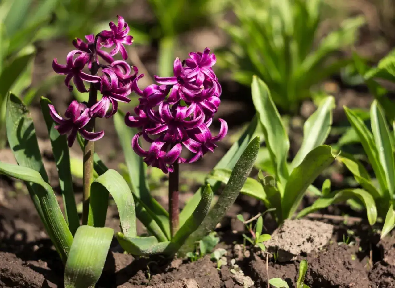Hiacynty: Kiedy sadzić do gruntu? Uniknij błędów!