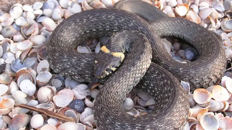 Jakie są węże w Polsce? Poznaj ich cechy i zagrożenia