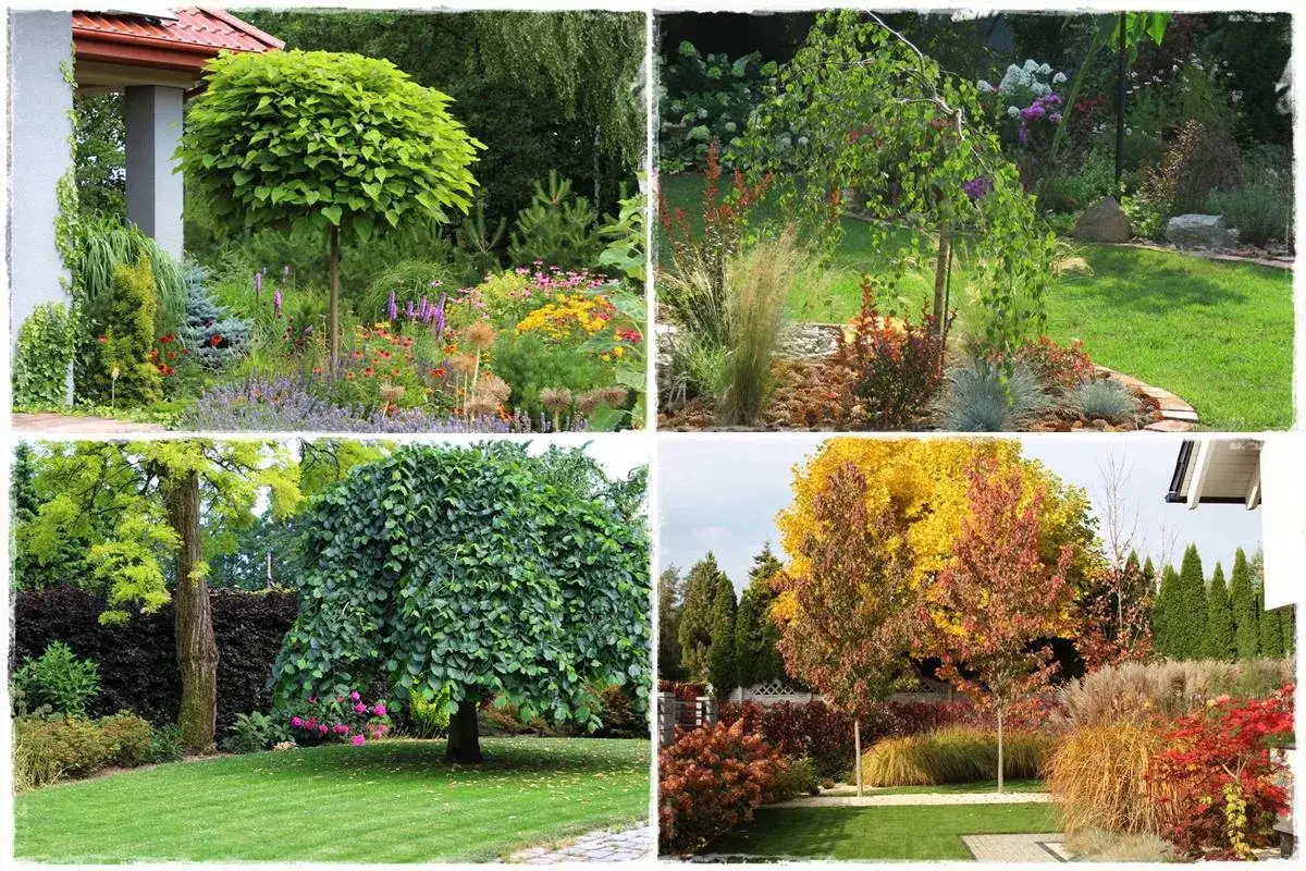 Mały ogród: Jakie drzewa wybrać? Uniknij 3 błędów!