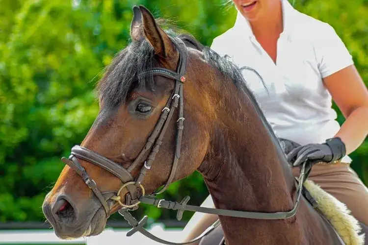 Kurs instruktora jeździectwa: jak zdobyć certyfikat i pracę w branży
