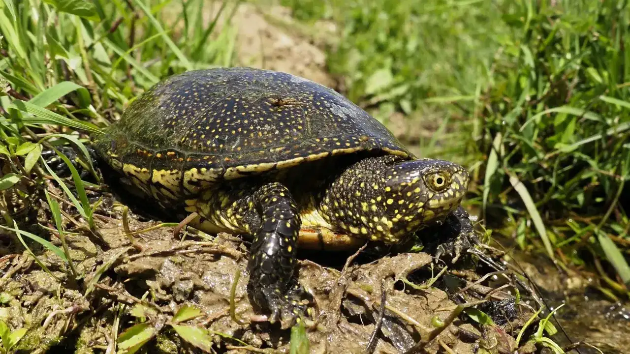 Co jedzą żółwie błotne? Odkryj ich niezwykłe nawyki żywieniowe