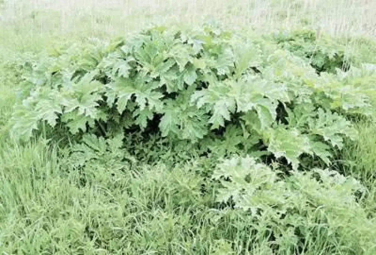 Chwasty podobne do kopru: jak odróżnić trujące od jadalnych?